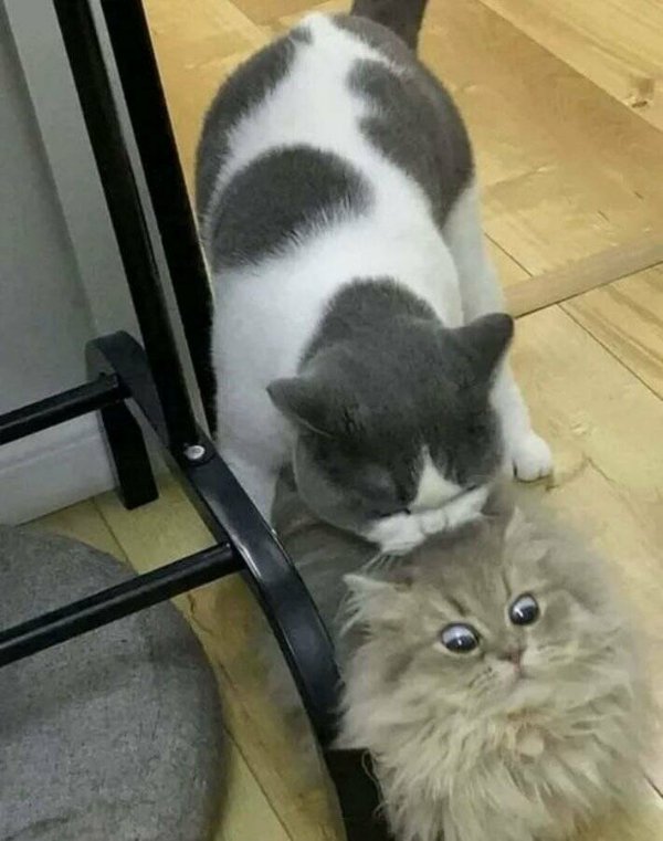 Funny Cats (29 pics)