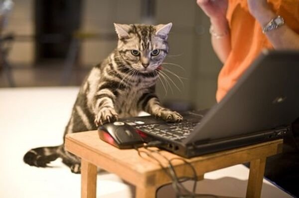 Funny Cats (29 pics)