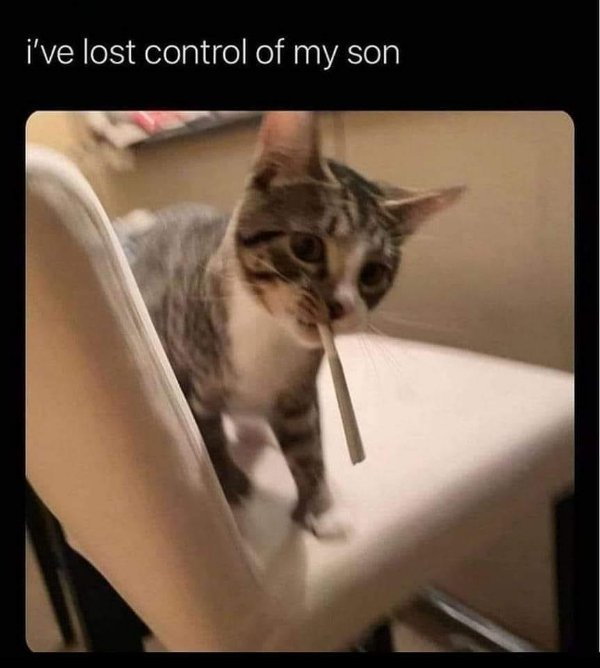 Funny Cats (29 pics)