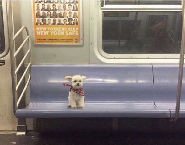 Dogs In Unexpected Places (29 pics)