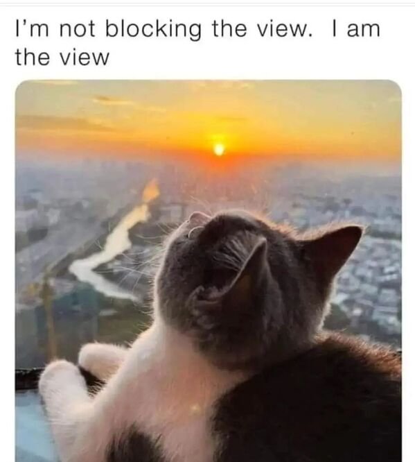 Funny Cats (29 pics)