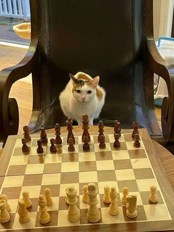 Funny Cats (29 pics)