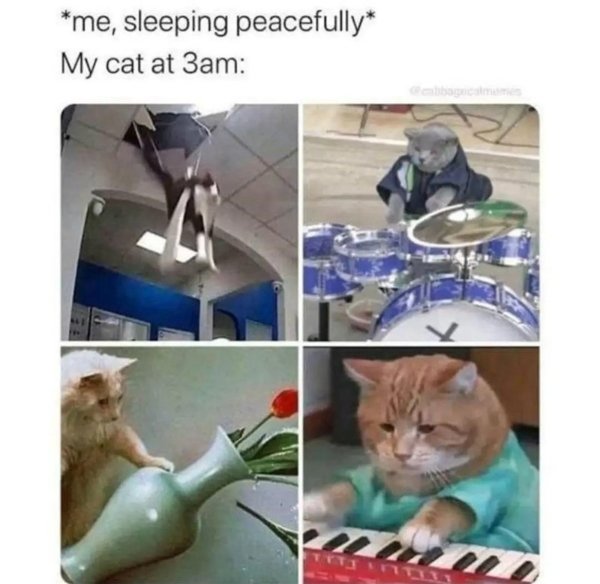 Funny Cats (29 pics)