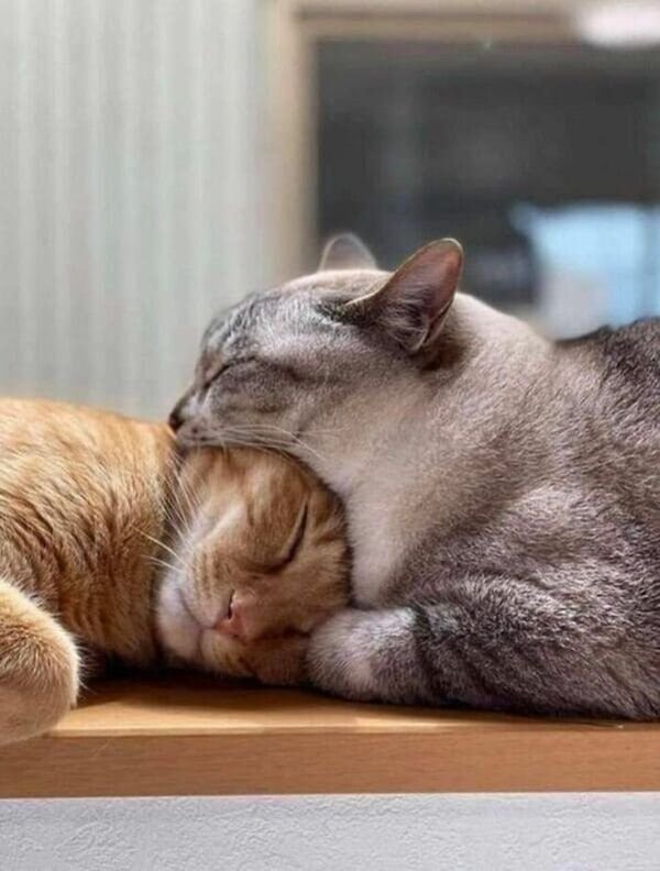 Funny Cats (29 pics)