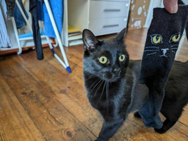 Funny Cats (29 pics)