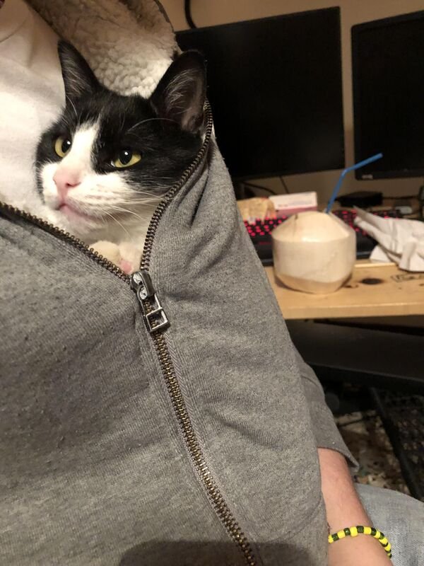 Funny Cats (29 pics)