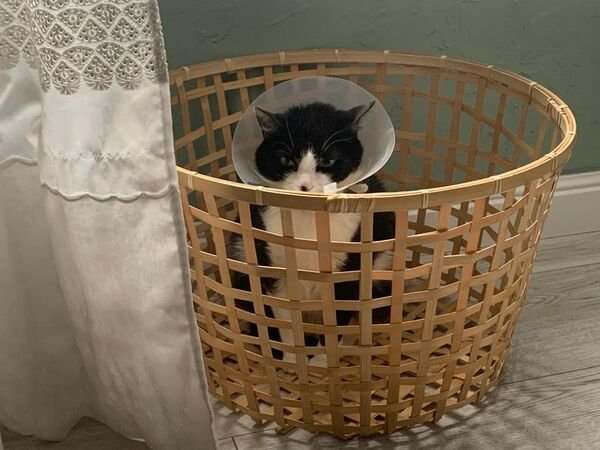 Funny Cats (29 pics)