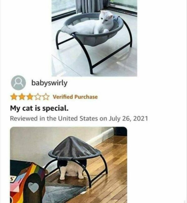 Funny Cats (29 pics)