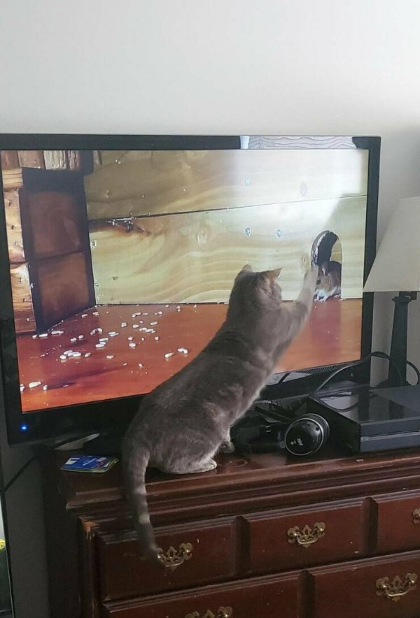 Funny Cats (29 pics)