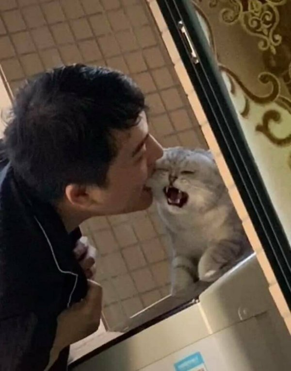 Funny Cats (29 pics)