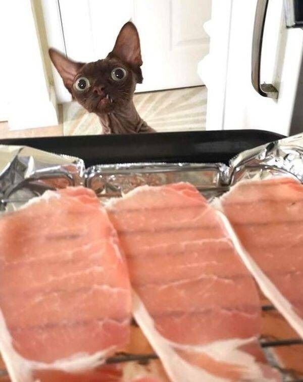 Funny Cats (29 pics)