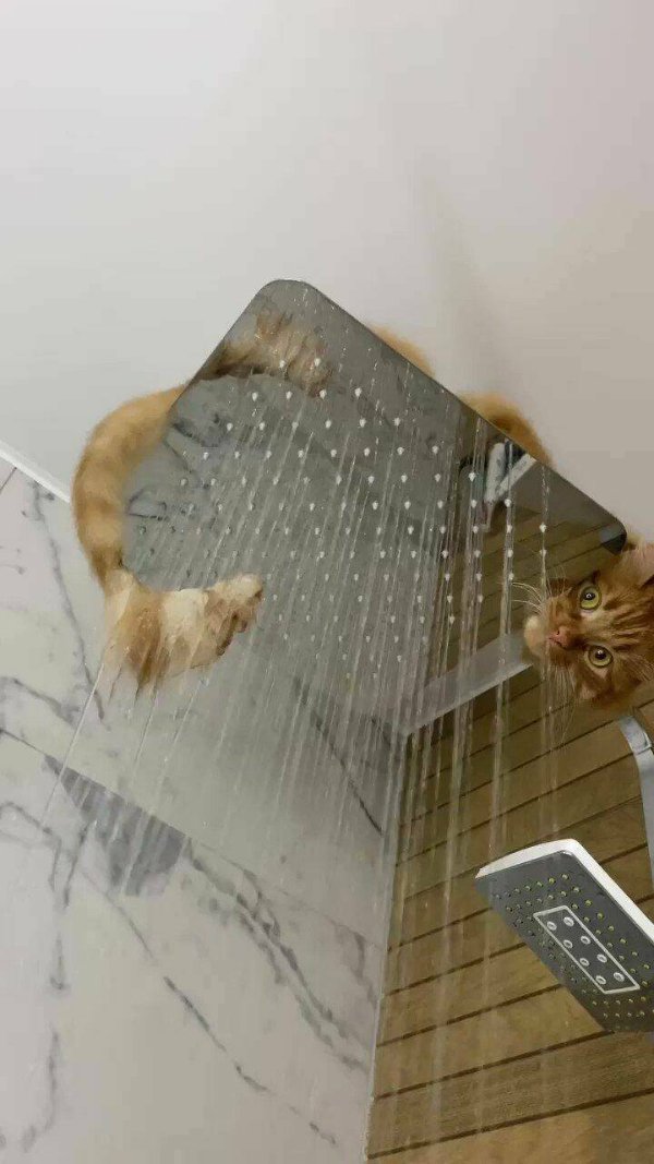 Funny Cats (29 pics)