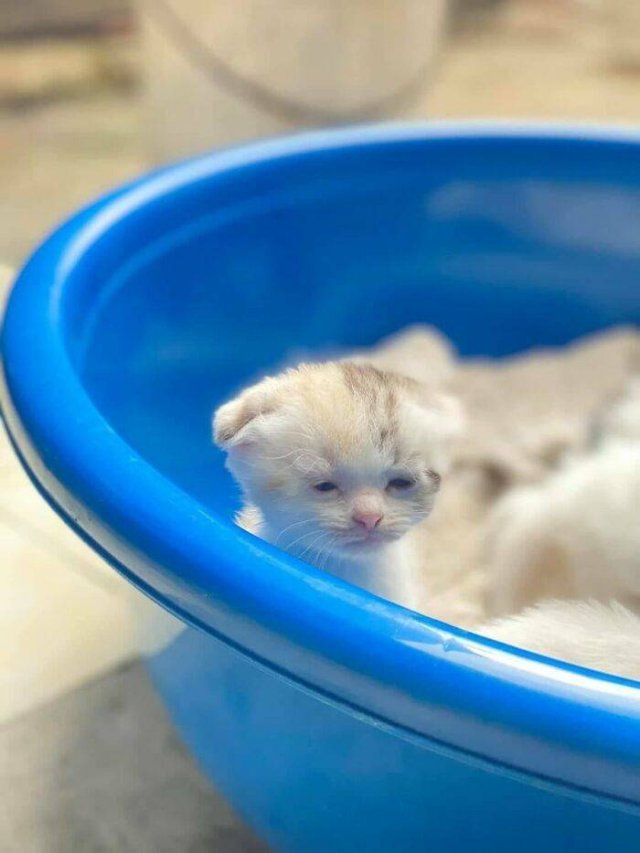 Very Small Kittens (50 pics) Very Small Kittens (50 pics)