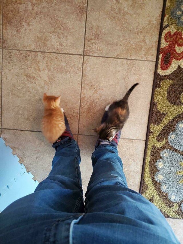 Very Small Kittens (50 pics) Very Small Kittens (50 pics)