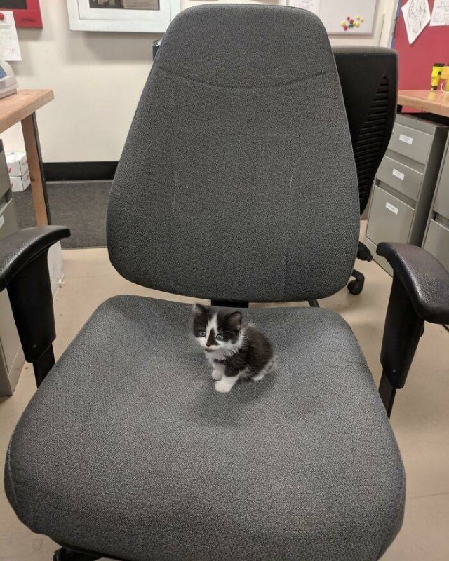 Very Small Kittens (50 pics) Very Small Kittens (50 pics)