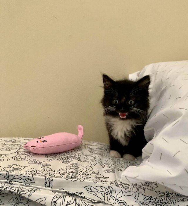 Very Small Kittens (50 pics) Very Small Kittens (50 pics)