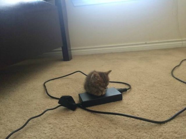 Very Small Kittens (50 pics) Very Small Kittens (50 pics)