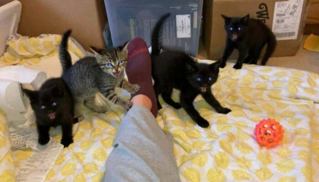 Very Small Kittens (50 pics) Very Small Kittens (50 pics)