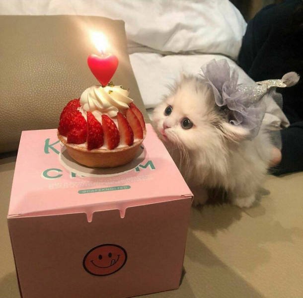Very Small Kittens (50 pics) Very Small Kittens (50 pics)