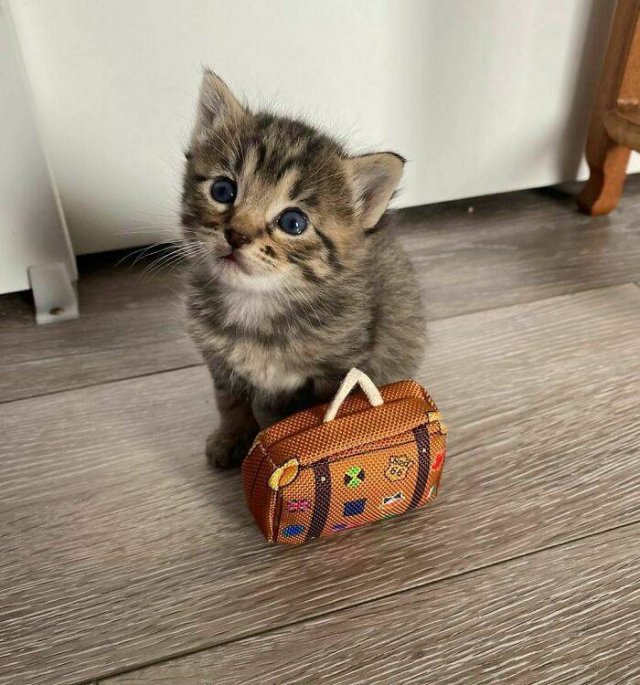Very Small Kittens (50 pics) Very Small Kittens (50 pics)