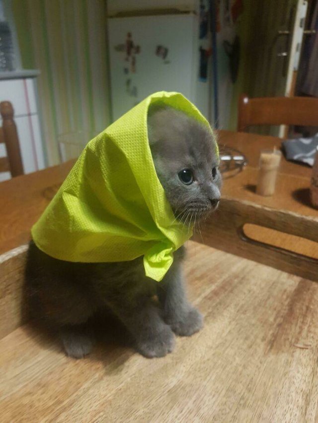Very Small Kittens (50 pics) Very Small Kittens (50 pics)