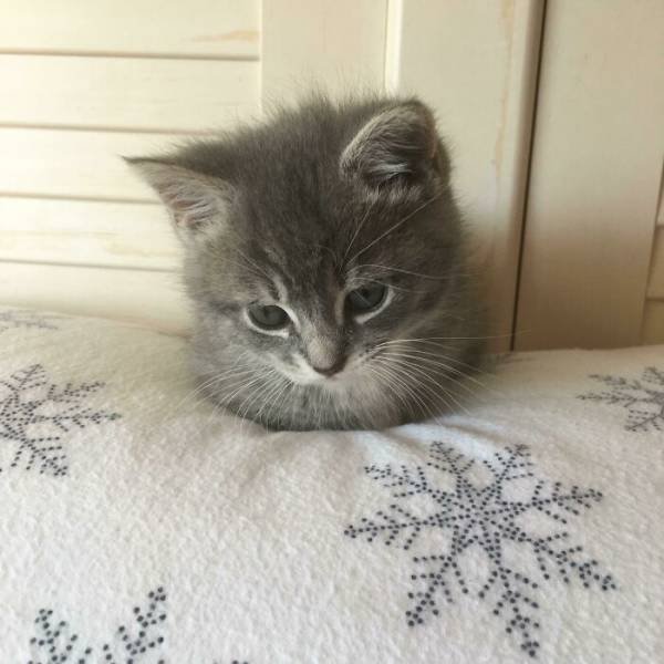 Very Small Kittens (50 pics) Very Small Kittens (50 pics)