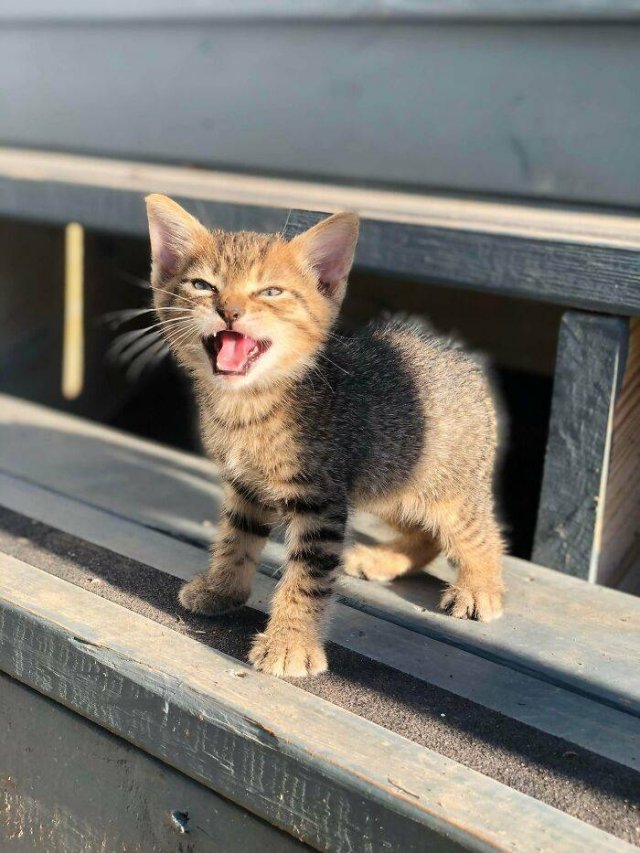 Very Small Kittens (50 pics) Very Small Kittens (50 pics)