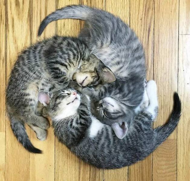Very Small Kittens (50 pics) Very Small Kittens (50 pics)