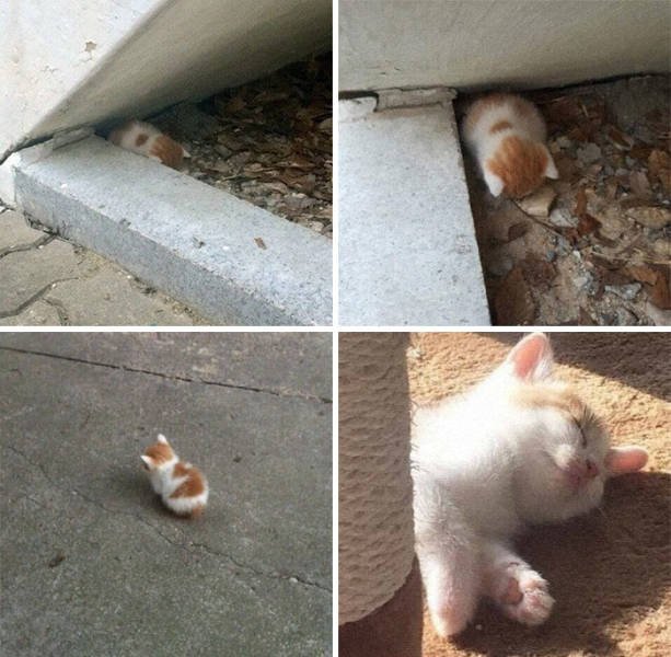 Very Small Kittens (50 pics) Very Small Kittens (50 pics)