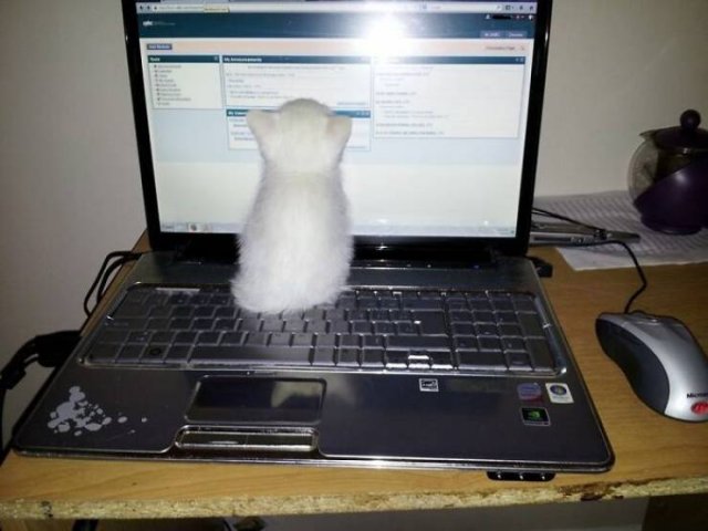 Very Small Kittens (50 pics) Very Small Kittens (50 pics)