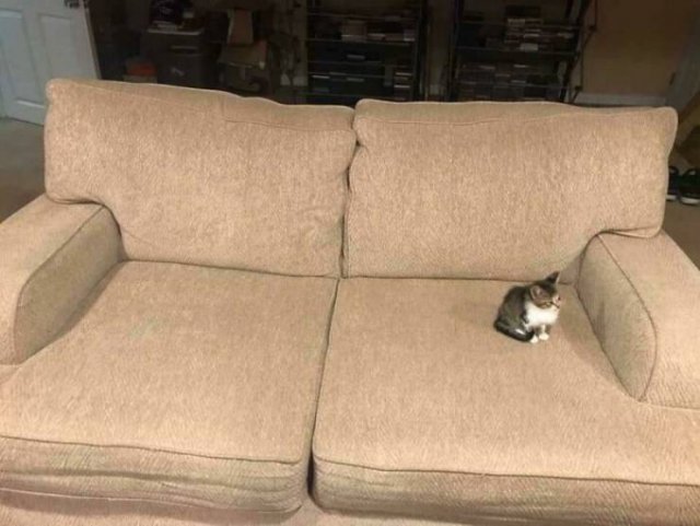 Very Small Kittens (50 pics) Very Small Kittens (50 pics)