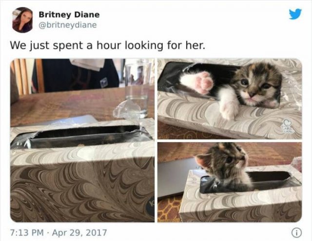 Very Small Kittens (50 pics) Very Small Kittens (50 pics)