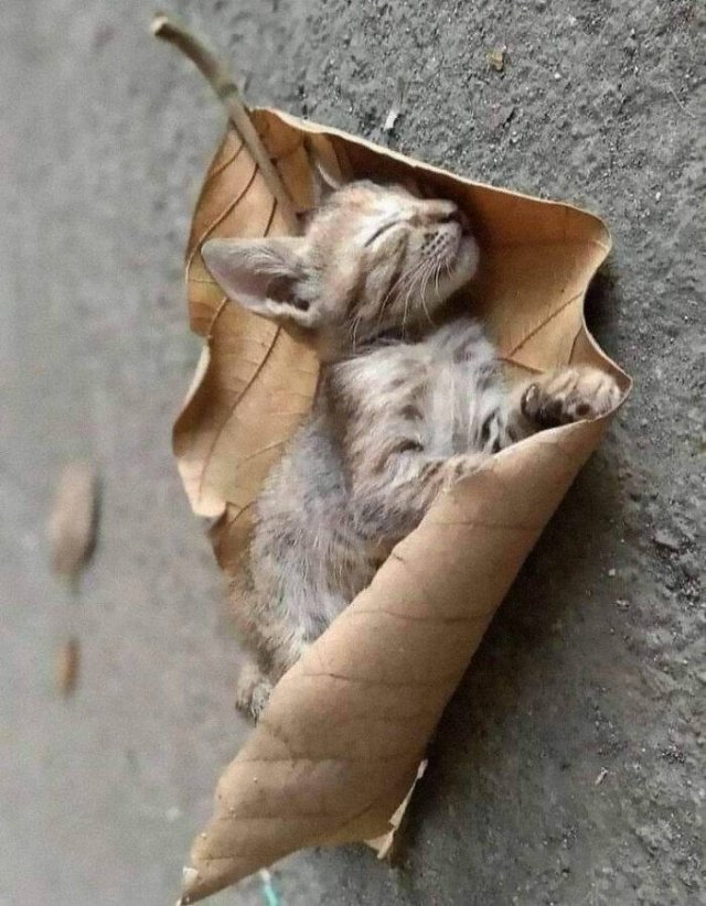Very Small Kittens (50 pics) Very Small Kittens (50 pics)