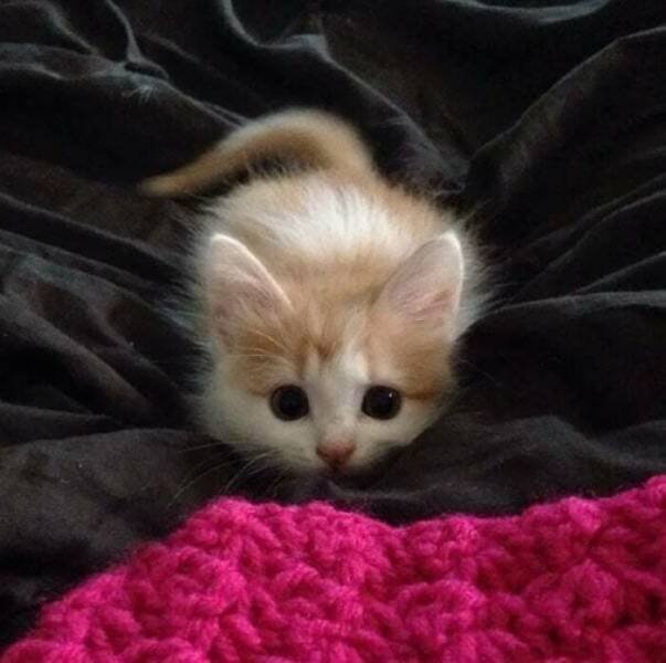 Very Small Kittens (50 pics) Very Small Kittens (50 pics)
