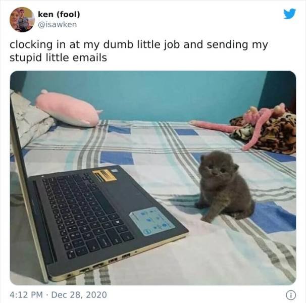 Very Small Kittens (50 pics) Very Small Kittens (50 pics)