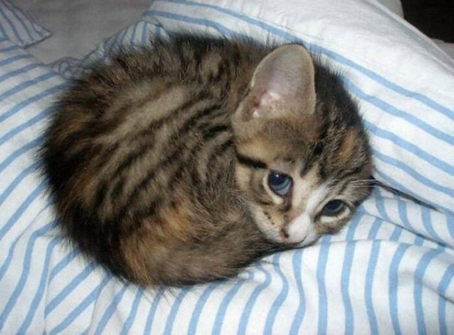 Very Small Kittens (50 pics) Very Small Kittens (50 pics)