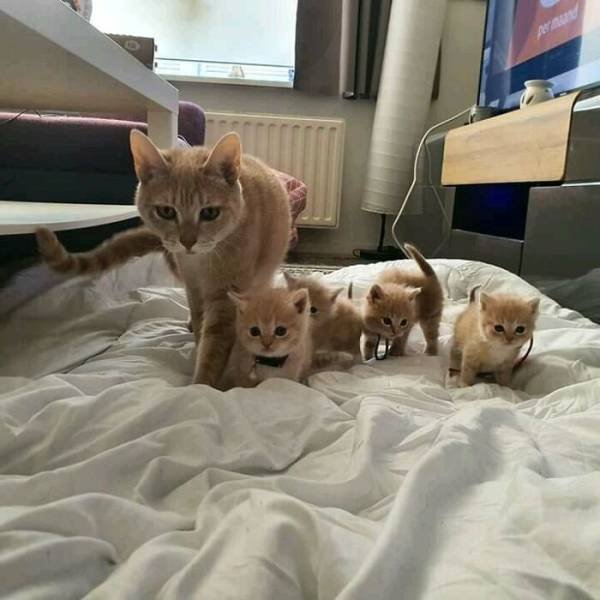 Very Small Kittens (50 pics) Very Small Kittens (50 pics)