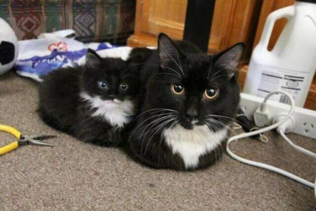 Very Small Kittens (50 pics) Very Small Kittens (50 pics)