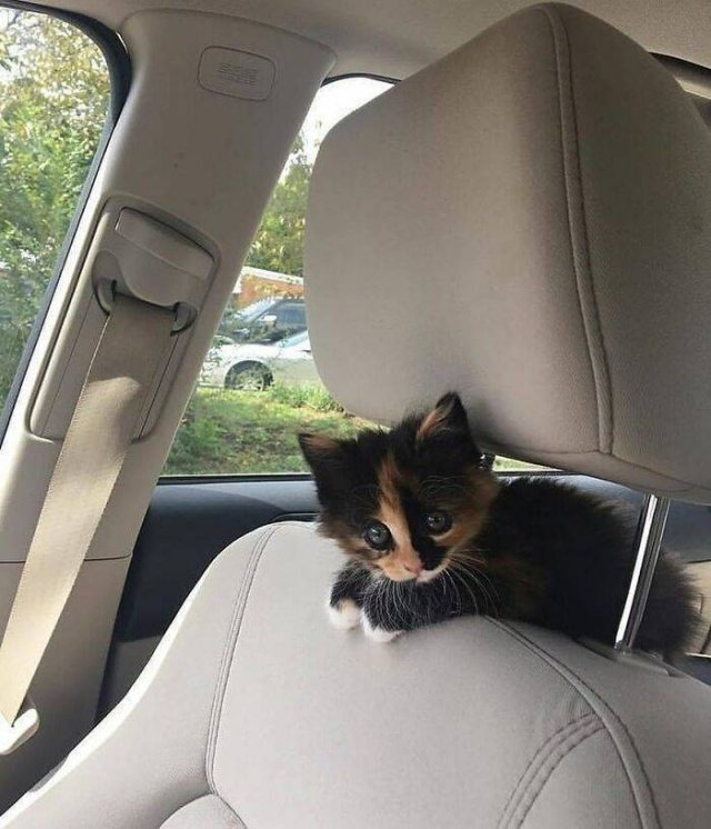 Very Small Kittens (50 pics) Very Small Kittens (50 pics)