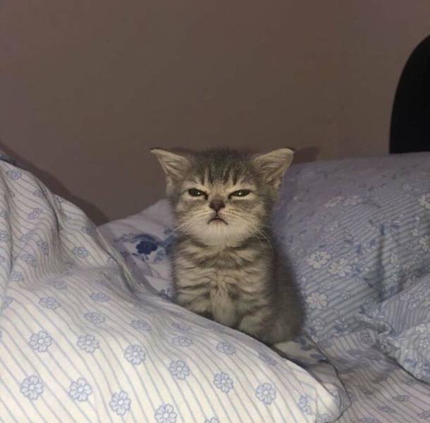 Very Small Kittens (50 pics) Very Small Kittens (50 pics)