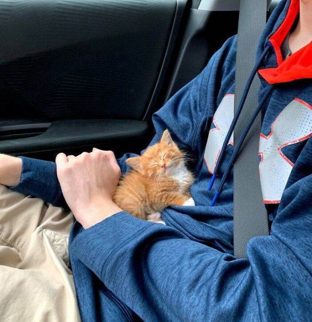 Very Small Kittens (50 pics) Very Small Kittens (50 pics)