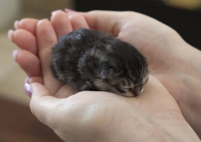 Very Small Kittens (50 pics) Very Small Kittens (50 pics)