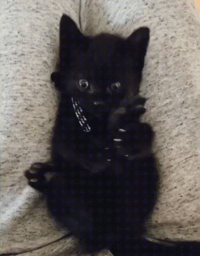 Very Small Kittens (50 pics)