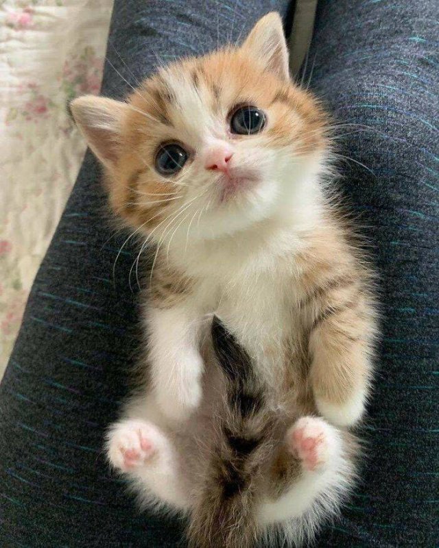 Very Small Kittens (50 pics) Very Small Kittens (50 pics)