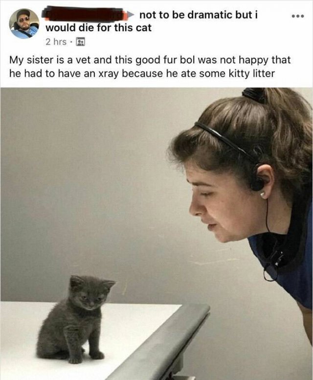 Very Small Kittens (50 pics) Very Small Kittens (50 pics)