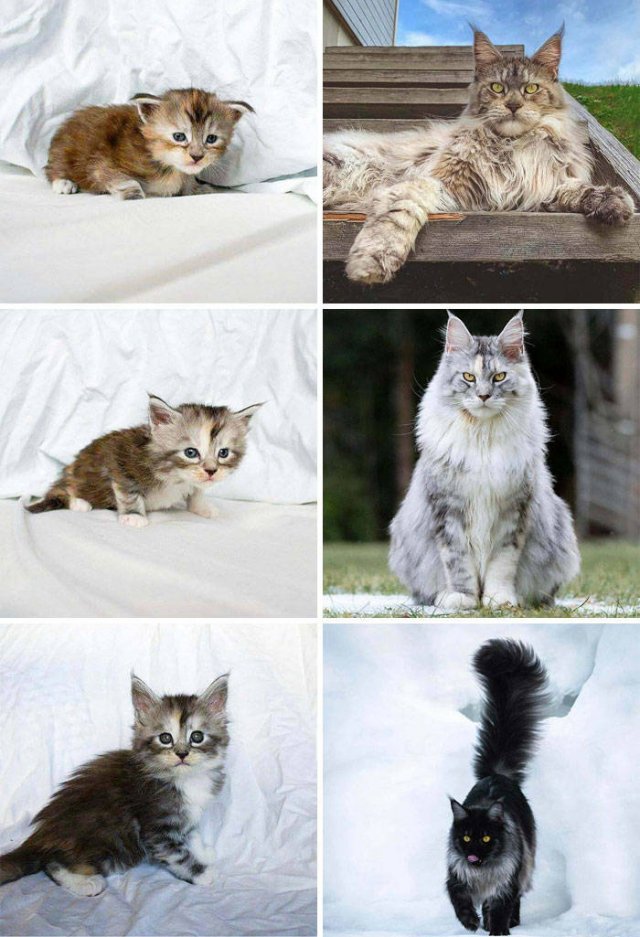 Very Small Kittens (50 pics)