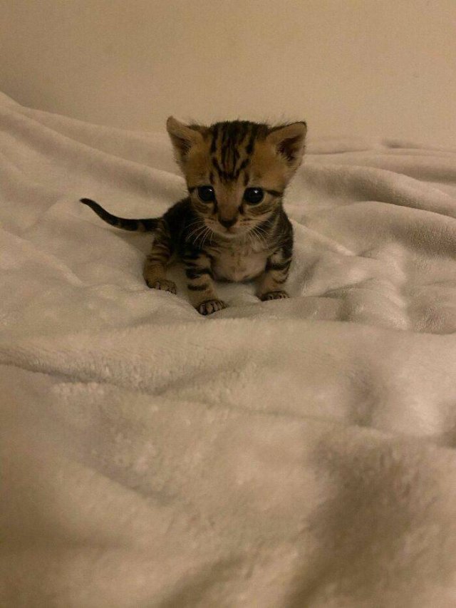 Very Small Kittens (50 pics) Very Small Kittens (50 pics)