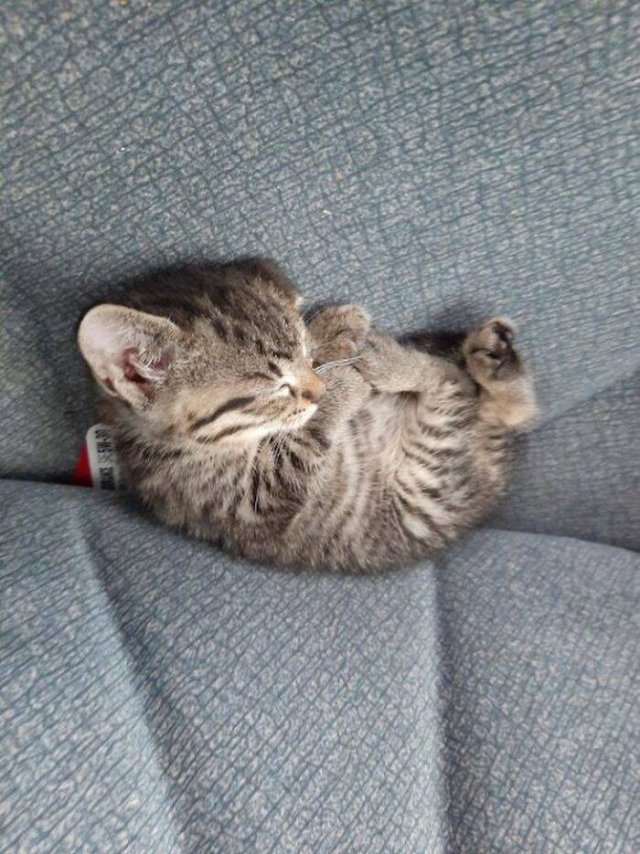 Very Small Kittens (50 pics) Very Small Kittens (50 pics)