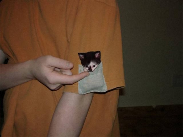 Very Small Kittens (50 pics)