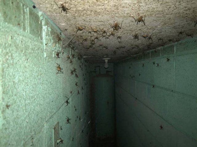 Unexpected Finds In Houses (36 pics)